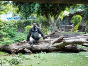 Gorilla Loro Parque
