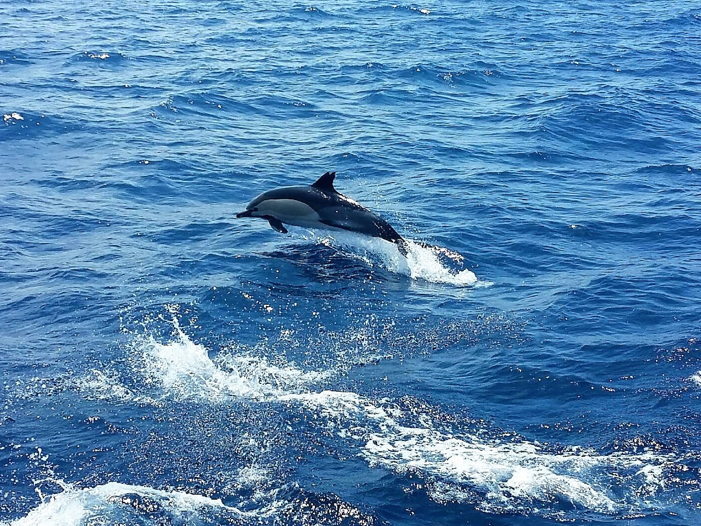 Gemeiner Delfin, Delphinus Delphis, Teneriffa Whale Watching