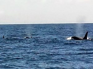 Orcas Teneriffa Whale Watching Walbeobachtung Waltour