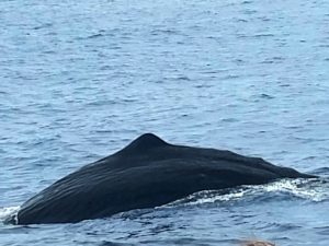 Whale Watching Teneriffa Pottwal Waltour Walbeobachtung