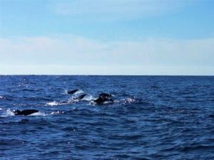 Falscher Orca, Kleiner Orca, Whale Watching Teneriffa Waltour