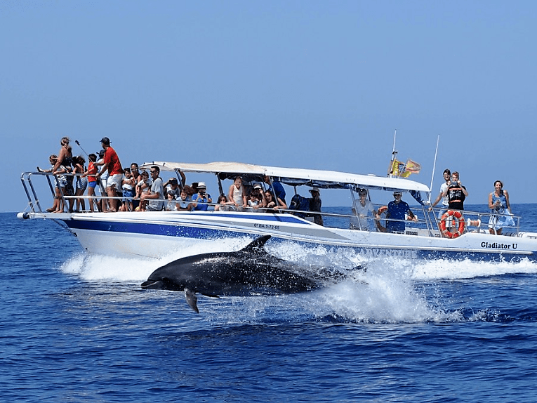 Whale Watching Teneriffa mit dem Schnellboot