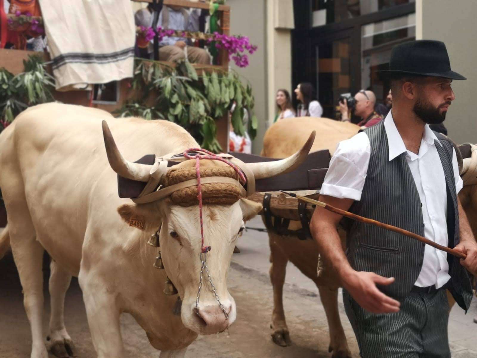 Beim Arrastre canario, dem Rinderziehen auf Teneriffa, ziehen Rinder Gewichte, und nicht wie auf dem Bild einen Karren.