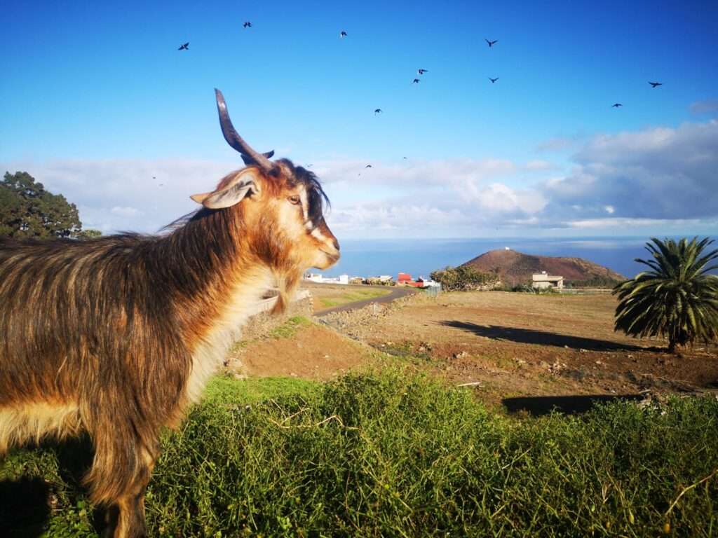 Beim Bad der Ziegen, dem Baño de las Cabras, werden in Puerto de la Cruz tradtionell Ziegen wie diese ins Meer getrieben.