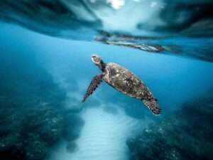 Beim Tauchen und Schnorcheln auf Teneriffa offenbart sich eine fantastische Unterwasserwelt